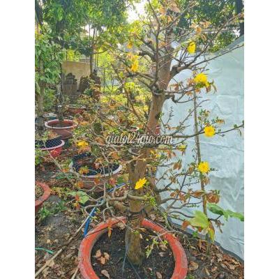 cây cảnh - biên hòa - đồng nai | Mai Tứ Quý cổ thụ ghép giảo Đa ...