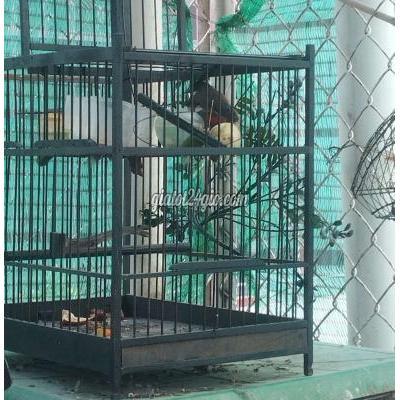 chim cảnh - tân phú - hồ chí minh | Chim chào mào Bảy Đói và Xấu ...