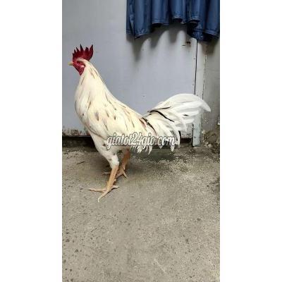 Gà ( Vật nuôi ) - quận 12 - hồ chí minh | Gà Bướm Thái Mỹ tơ trống hiện 3kg2 còn ...