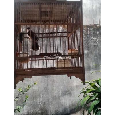 Chim ( Vật nuôi ) - củ chi - hồ chí minh | 2 .con chào mào .trống ...