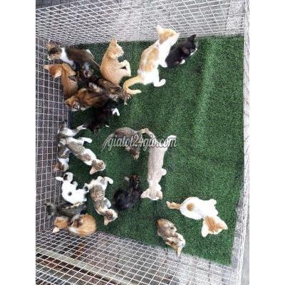 Mèo ( Vật nuôi ) - gò vấp - hồ chí minh | tìm chủ mới cho bầy mèo ...