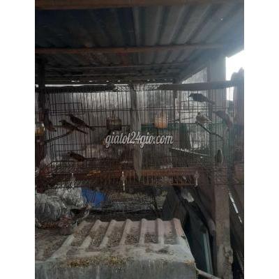 chim cảnh - củ chi - hồ chí minh | 6 con quành quạch .nui chơi ...