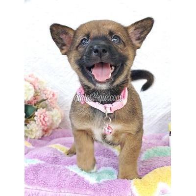 vật nuôi thú cưng - hóc môn - hồ chí minh | Bé Gái Nhật F xin chào sen ...