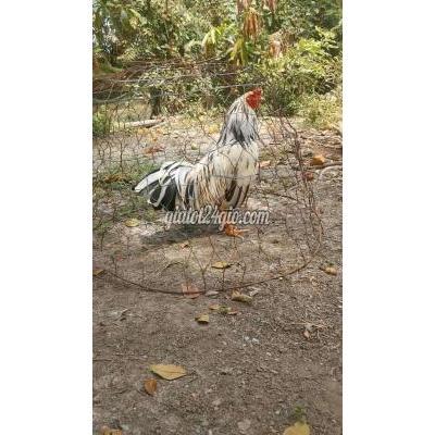 vật nuôi thú cưng - bạc liêu - bạc liêu | bướm bông 2k4 tay được long ...