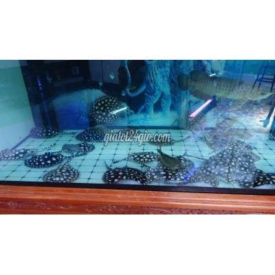 vật nuôi thú cưng - bình thủy - cần thơ | Cá cảnh Black Diamond Đen ...