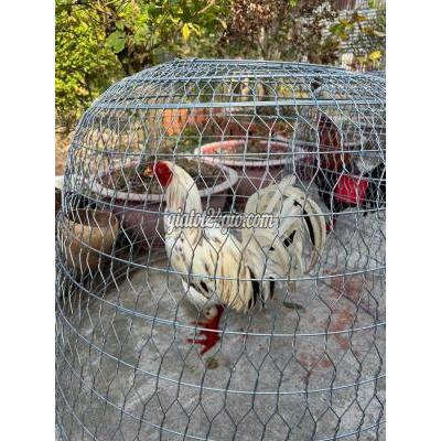 Gà ( Vật nuôi ) - cai lậy - tiền giang | Gà chọi Bướm Mỹ Rặc ...