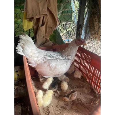 Gà ( Vật nuôi ) - cà mau - cà mau | Gà con nhiều màu vài ngày ...