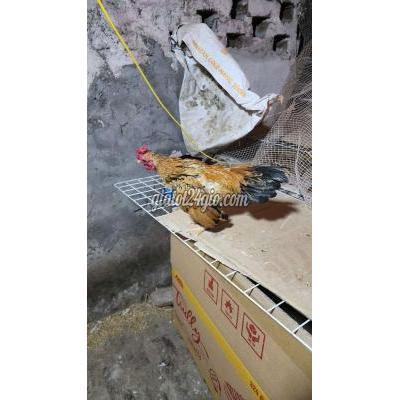 Gà ( Vật nuôi ) - phú xuyên - hà nội | Gà tre Bắc ...