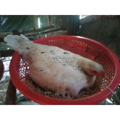 vật nuôi thú cưng - tân an - long an | Gà Pakistan mái ...