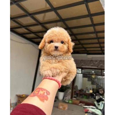 vật nuôi thú cưng - quận 5 - hồ chí minh | Chó Poodle con nhiều ...
