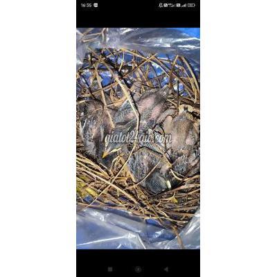 Chim ( Vật nuôi ) - gò vấp - hồ chí minh | Chim non nâu, xám, ...