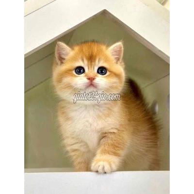 Mèo ( Vật nuôi ) - quận 1 - hồ chí minh | Mèo anh lông ngắn golden ny12 thuần chủng ...