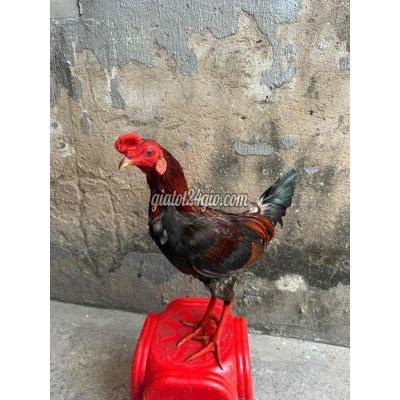 vật nuôi thú cưng - bình tân - hồ chí minh | Điều 1kg6 ...