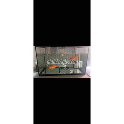 đồ dùng cho thú cưng - gò vấp - hồ chí minh | Bể cá cảnh 60x40x40 full loc tràn trên may bơm ...