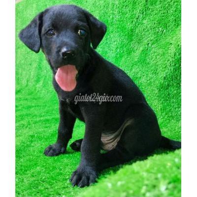 vật nuôi thú cưng - quận 6 - hồ chí minh | Chó Labrador lai đực đen ...