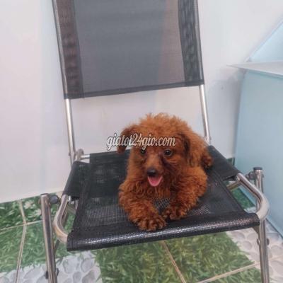 vật nuôi thú cưng - gò vấp - hồ chí minh | Chó Poodle nâu 3 tháng ...