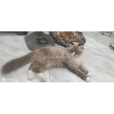 mèo vật nuôi thú cưng - lấp vò - đồng tháp | Mèo Anh lông dài lai Anh lông ngắn hơn 2 ...