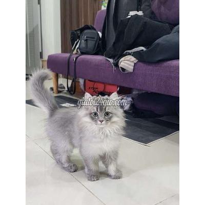 Mèo ( Vật nuôi ) - quận 8 - hồ chí minh | Mèo thuần chủng Kem gold ...