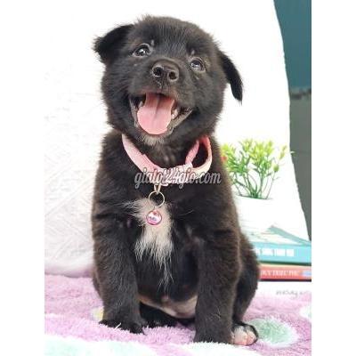 vật nuôi thú cưng - hóc môn - hồ chí minh | Bé Gái Nhật f đáng yêu dễ thương ...