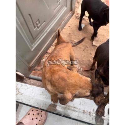 chó vật nuôi thú cưng - hóc môn - hồ chí minh | Chó màu Nâu ...