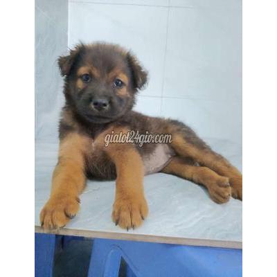 vật nuôi thú cưng - quận 6 - hồ chí minh | Chó Becgie Đức f1 đốm lưỡi đã biết sủa coi ...