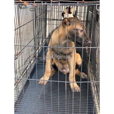 chó vật nuôi thú cưng - biên hòa - đồng nai | Chó Malinois 2 ...