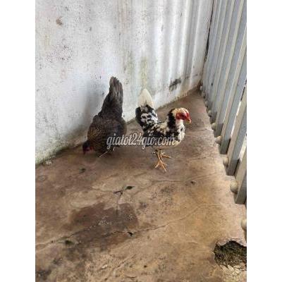 Gà ( Vật nuôi ) - buôn ma thuột - đắk lắk | Gà Mái tre Bắc Đen ...