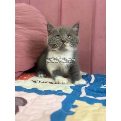 Mèo ( Vật nuôi ) - ninh kiều - cần thơ | Mèo Bicolor siu ...