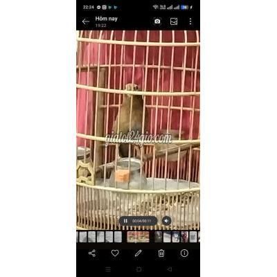 Chim ( Vật nuôi ) - tân bình - hồ chí minh | Chim hót màu ...