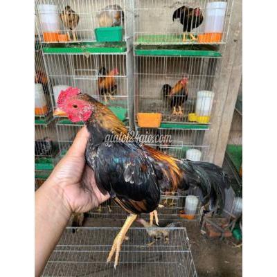 Gà ( Vật nuôi ) - bình chánh - hồ chí minh | Gà trống tre ...