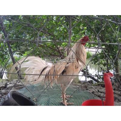 Gà ( Vật nuôi ) - thới lai - cần thơ | Gà Trắng 2.8kg ...