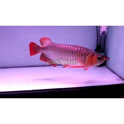 vật nuôi thú cưng - quận 12 - hồ chí minh | Huyết Long 45 cm phông trắng màu ...