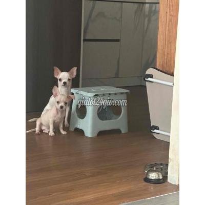 vật nuôi thú cưng - bình tân - hồ chí minh | Chó chihuahua ...