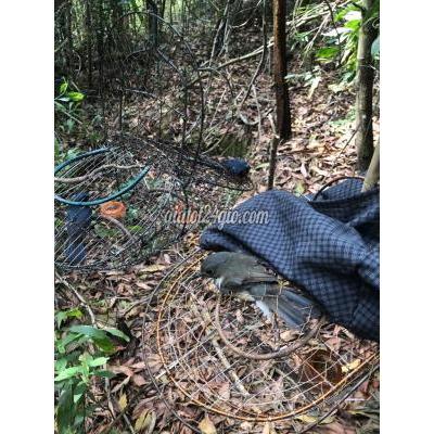 chim cảnh - liên chiểu - đà nẵng | Cặp Hồng Hạnh Trống Mái ...