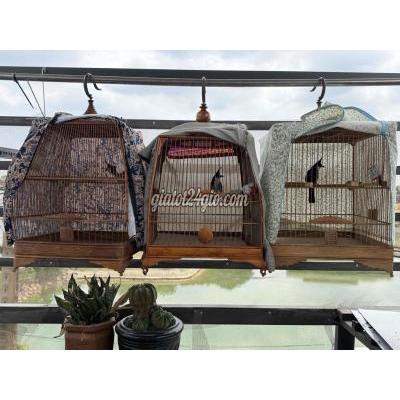 Chim ( Vật nuôi ) - bình tân - hồ chí minh | Chim Chào Mào Huế mùa đầu ...