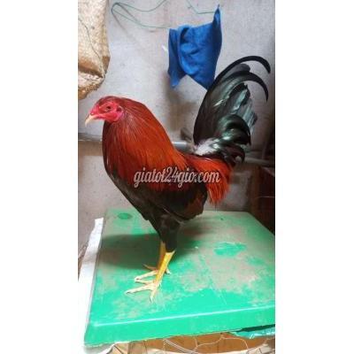 vật nuôi thú cưng - phú nhuận - hồ chí minh | Gà điều siu mỹ 1 k ...