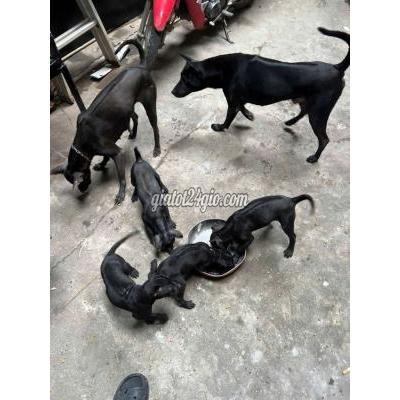 vật nuôi thú cưng - quận 10 - hồ chí minh | Chó Phú Quốc Đen ...