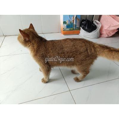 mèo cảnh, mèo đen, shop mèo đức hòa long an | mèo anh...