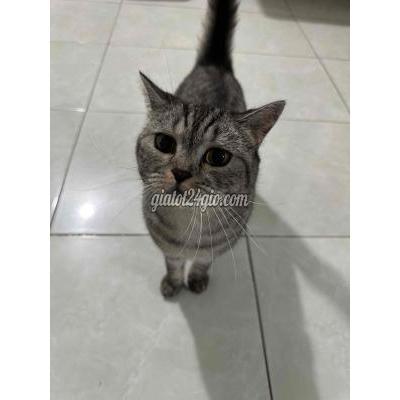 Mèo ( Vật nuôi ) - hải châu - đà nẵng | Mèo Anh lông ngắn cái 3 ...