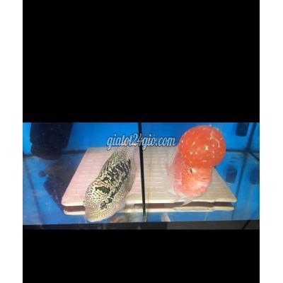 vật nuôi thú cưng - quận 1 - hồ chí minh | Cá La Hán Lá ...