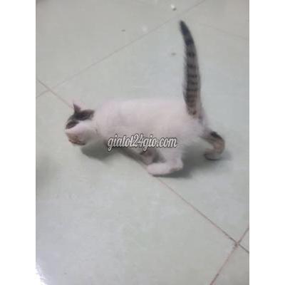 mèo vật nuôi thú cưng - hóc môn - hồ chí minh | Mèo con Trắng vàng khỏe ...