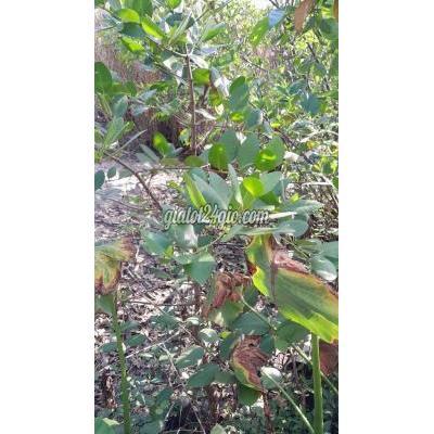 cây cảnh - bình chánh - hồ chí minh | Cây cảnh Bần ổi cao ...