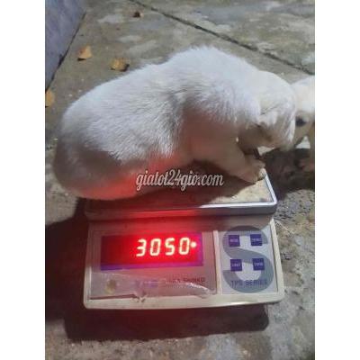 vật nuôi thú cưng - hóc môn - hồ chí minh | Chó Labrador trắng 25 ngày ...