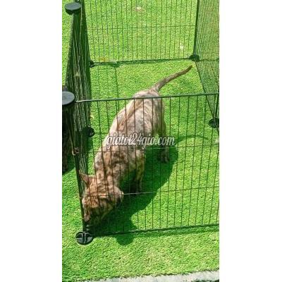 vật nuôi thú cưng - trảng bom - đồng nai | Chó cái 2 tháng ...