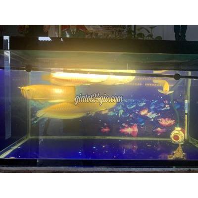 vật nuôi thú cưng - châu thành - đồng tháp | Cá ngân AB vàng 3-4 ...