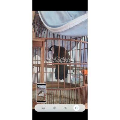 Chim ( Vật nuôi ) - quận 7 - hồ chí minh | Chim Khướu mào ...