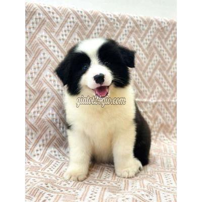 vật nuôi thú cưng - long biên - hà nội | Chó boder collie đen ...