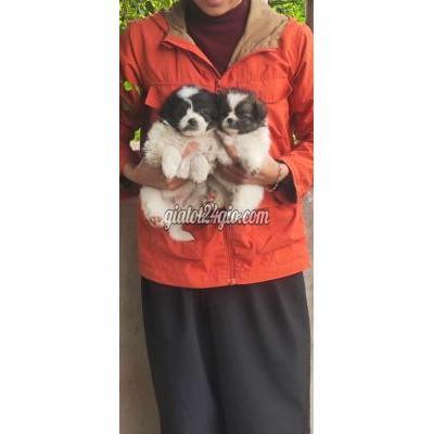 vật nuôi thú cưng - hà đông - hà nội | Chó phốc Sócf mini đã ...