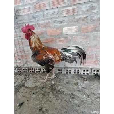vật nuôi thú cưng - cù lao dung - sóc trăng | Gà Cù lao Dung ...
