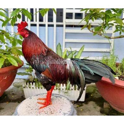 Gà ( Vật nuôi ) - vĩnh long - vĩnh long | Gà giống 3.6kg Đỏ ...